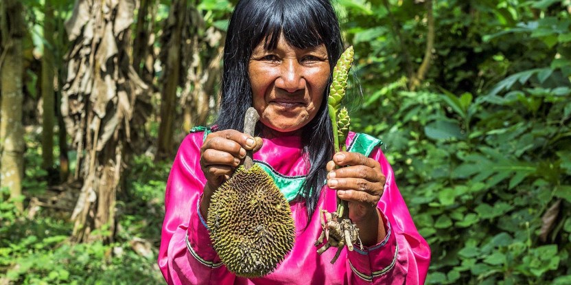 Doña Micaela Fachin from a shipibo community in the Peruvian Amazon shows breadfruit and wild ginger from her agroforestry system. Juan Carlos Huayllapuma/CIFOR