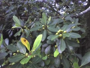 Ficus natalensis. Photo: Wikimedia