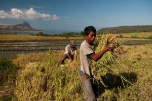 Photo: Aulia Erlangga/CIFOR