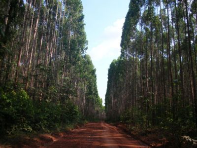 Plantation forest. It is estimated today that only a quarter of tropical forests are pristine. Photo: TmFO