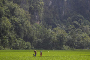 In South Sulawesi, the two FTA partners CIFOR and ICRAF collaborate in the successful AgFor project. Photo: Tri Saputro/CIFOR