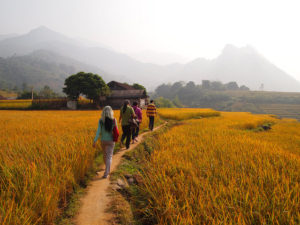 In Vietnam, ACIAR is a funding partner for FTA research on market-based agroforestry for livelihood enhancement. Photo: Alba Saray Perez/ICRAF