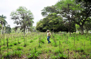 A perfect example of eco-efficient agriculture, provided by a CIPAV silvo-pastoral system at Reserva Natural El Hatico, familia Molina Durán, near Palmira, Colombia. Photo: Neil Palmer/CIAT