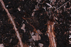 Peatland soil in Lake Sentarum, West Kalimantan, Indonesia. Photo by Ricki Martin for Center for International Forestry Research (CIFOR).