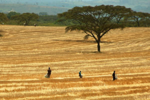 Kenya, 2009. ©Center For International Forestry Research/Tim Cronin