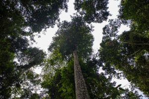 The DR Congo has the second largest tropical forest area in the world. Photo: Ollivier Girard/CIFOR