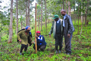 Farmers working with youth conservation group JEAN experiment with passion fruit and Grevillea robusta in, Musienene, Lubero, North-Kivu. Photo by E. Smith Dumont