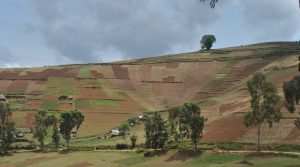 Smallholder farmers in Lubero Territory in North-Kivu Province, DRC, cultivate steep and heavily degraded slopes resulting in low agricultural productivity. Photo by E. Smith Dumont/ICRAF