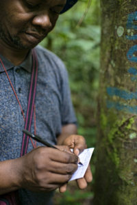 One of the PhD students, Prosper Sabongo is measuring a Funtunia Africana in the Forest Reserve near the village of Masako, Kisangani, Democratic Republic of Congo. Photo: Ollivier Girard/CIFOR