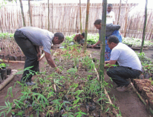 Community bamboo nursery in Madagascar. Photo: Inbar