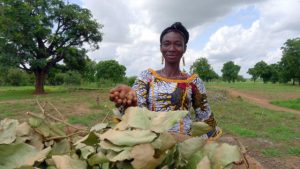 The work on the African Orphan Crops Consortium includes partners such as Mars. Photo: Cathy Watson/ICRAF