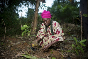 Ugwono Pauline plants Gnetum (okok) in the village of Minwoho, Lekié, Center Region, Cameroon.   Photo by Ollivier Girard for Center for International Forestry Research (CIFOR).