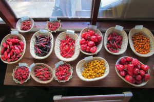Chilli diversity on display during a tasting session for food industry entrepreneurs in Ucayali, Peru. Photo: Bioversity International
