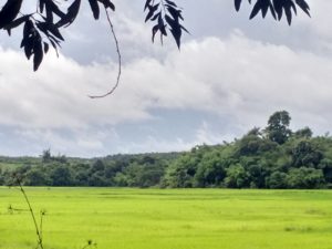 agroforestry-has-a-long-history-in-myanmar