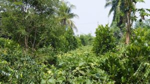 An agroforest in Lao PDR. Photo: World Agroforestry Centre/Robert Finlayson