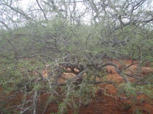 A leafy Boswellia neglecta tree during the wet season. Photo credit: Mulugeta Mokria/ICRAF