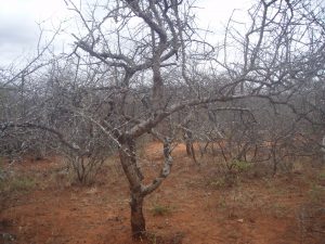 A Boswellia neglecta tree after shedding its leaves in the dry season. Photo credit: Mulugeta Mokria/ICRAF