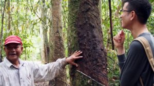 Witoon Chamroen (left) explaining to Prasit Wangpakapattanawong of ICRAF how his 40-year-old rubber trees in his mixed tree garden produce more latex than younger trees grown in monoculture, in Phattalung, Thailand. Photo: World Agroforestry Centre/Robert Finlayson