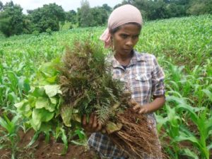 Tree seedling distribution in Ethiopia: Germplasm research is one of the key areas of FTA. Photo ICRAF