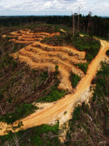 Deforestation in Jambi, Sumatra, Indonesia. Photo: Asep Ayat for 2014 Global Landscapes Forum Photo Competition