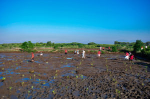 Planting Mangroves. Photo: Putu Budhiadnya for 2016 Global Landscapes Forum Photo Competition