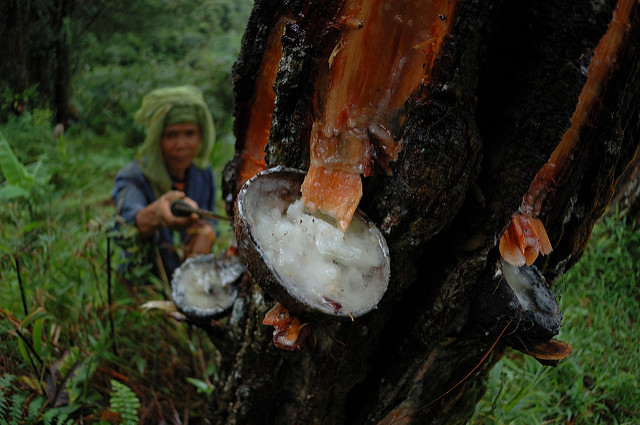 Photo: Aulia Erlangga/CIFOR