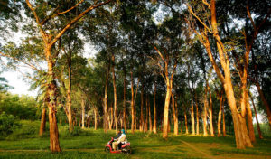 Teak forest plantation, Jepara, Central Java - Indonesia. Photo: Center For International Forestry Research/Murdani Usman