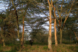 Photo by Terry Sunderland/CIFOR.