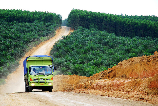 Research on oil palm is one focus... Photo: Ryan Woo/CIFOR