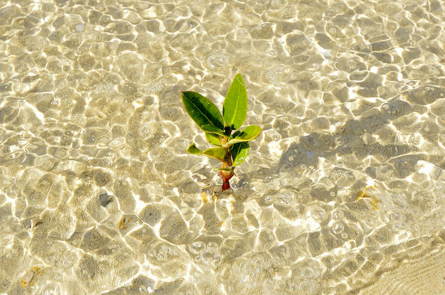 The potential of mangroves to store carbon is one of the research areas. Photo: Neil Palmer/CIAT