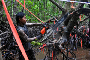 Study on above-ground and below-ground biomass in mangrove ecosystems, part of Sustainable Wetlands Adaptation and Mitigation Program (SWAMP). Kubu Raya, West Kalimantan, Indonesia. Photo by Kate Evans Center for International Forestry Research (CIFOR).