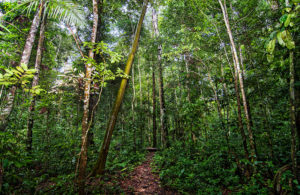 A forest trail in the Unamat forest, Puerto Maldonado, Madre de Dios, Peru (Marco Simola/CIFOR).