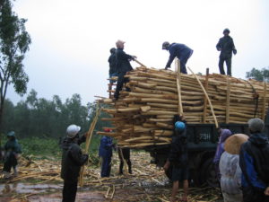 Loading bamboo onto a truck in Bach Ma National Park, Viet Nam. Photo: Luke Preece/CIFOR