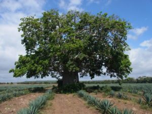 Baobab (Adansonia digitata) tree. Get information on this and other tree species on the Agroforestry Species Switchboard. Photo by Stepha McMullin/ICRAF