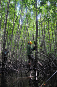 A researcher measures the diameter of mangrove trees in Kubu Raya, West Kalimantan, Indonesia. Photo: Kate Evans