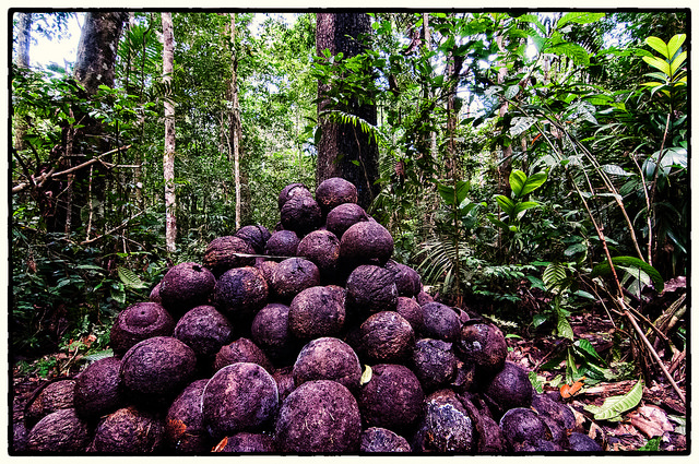 Are Brazil nuts the saviors of the Amazon basin? - Forests, Trees and Agroforestry