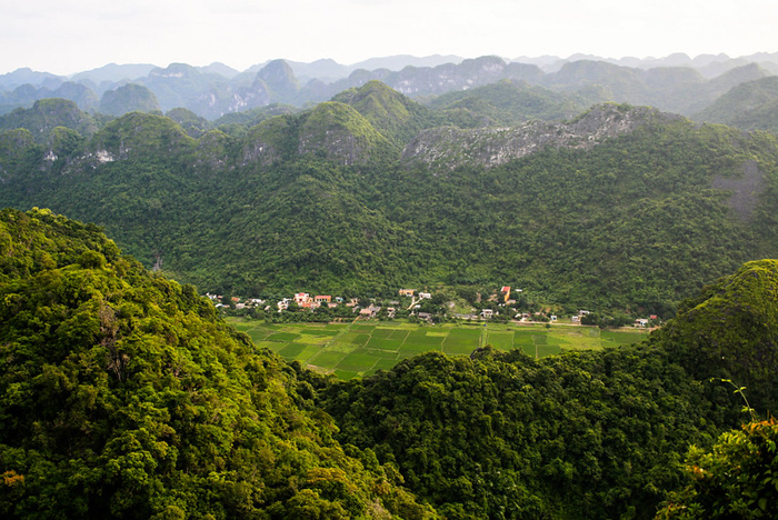 Asia Pacific Forest Sector Outlook Roadmaps For Primary Forest