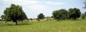 thumbnail of  Native trees in African drylands serve as water harvesters