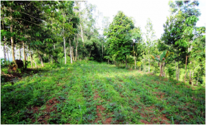 thumbnail of  Do trees on agricultural landscapes buffer the impacts of climate change?