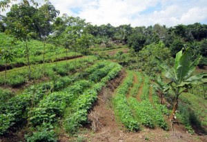 thumbnail of  Which agroforest for which farm under changing climates?