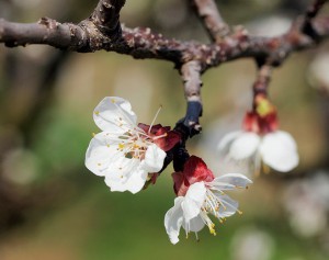 thumbnail of  Why do some trees produce flowers before leaves unfold?