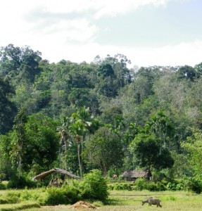 thumbnail of  Thirty percent forest or 70% agroforest: which will make an Indonesian watershed healthy?