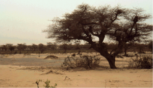 thumbnail of  The Re-Greening of the Sahel: Natural Cyclicity or Human-Induced Change?