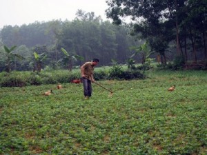 thumbnail of  Viet Nam governments invest in Smart Trees