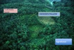 thumbnail of  Key lessons for REDD+ schemes in swidden landscapes