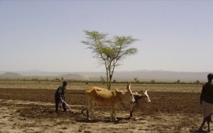 thumbnail of  Better understanding of mixed crop and livestock systems needed under climate change