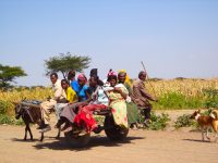 thumbnail of  What makes a farmer grow a tree? It depends.