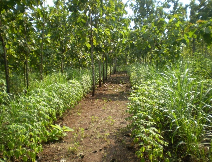 The Significance Of Planted Teak For Smallholders Forests Trees And