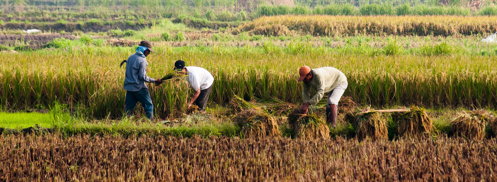 ISC documents and meeting minutes - Forests, Trees and Agroforestry