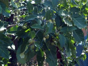 thumbnail of  Successful farmer-managed natural regeneration in Ghana: a case study